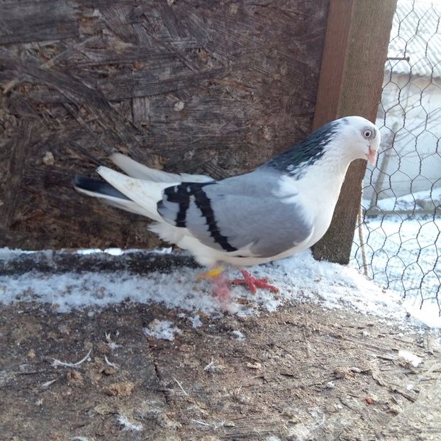 zbor bun 1 ora joc 5 tumbe; oprita de la zbor parinti cazatori
