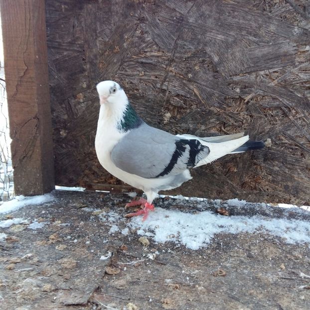 fata nezburata; de la armando
