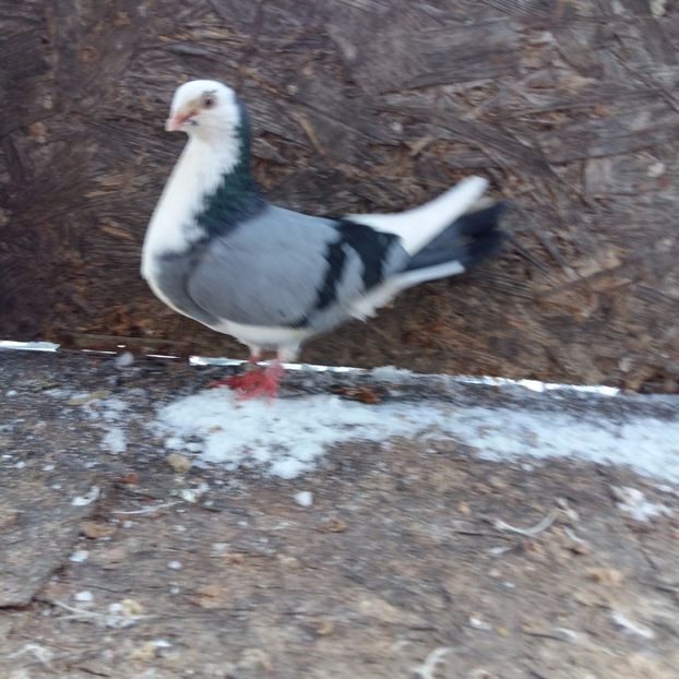 cazatoare; fata de la sorin
