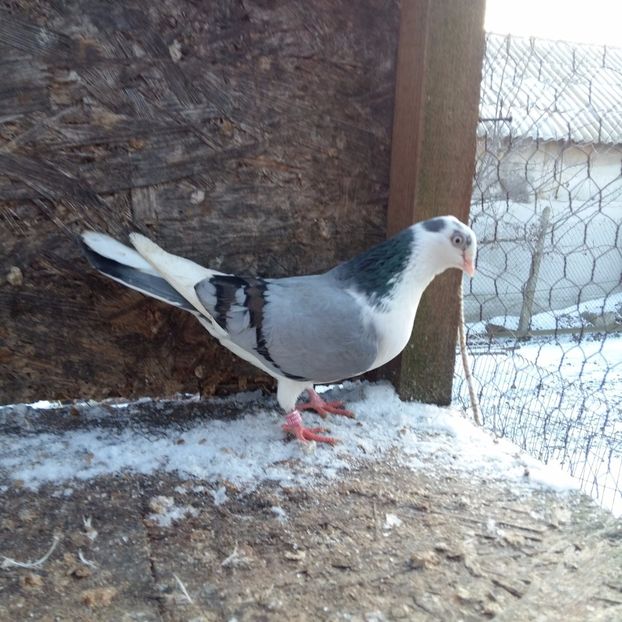 zbor 1 ora joc morisca 15 20 tumbe spectacol