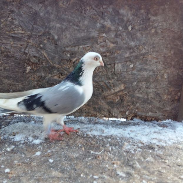 zbor la inaltime 20 30 tumbe