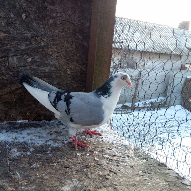 zbor bun 2 ore disparitie joc putin coada; oprita de la zbor parinti cazatori
