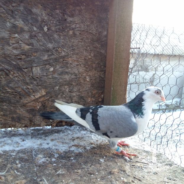 10 20 de tumbe spectacol zbor bun disparitie