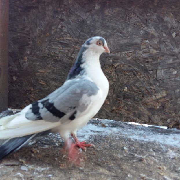 joc spectacol 20 de tumbe zbor sus sus