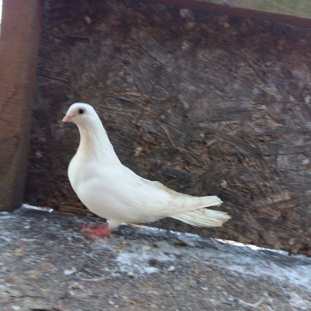 zbor 1 2 ore 50 100 tumbe a scapat