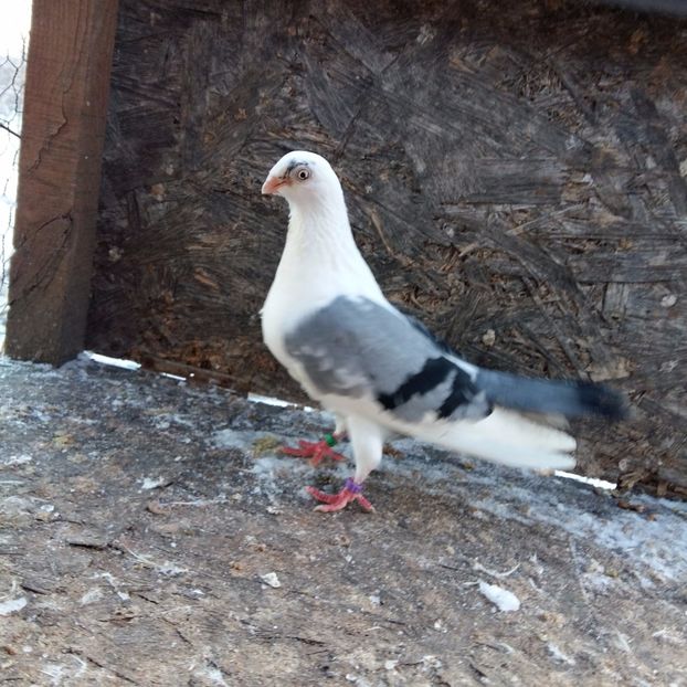 nezburata; de la un prieten a lui sorin
