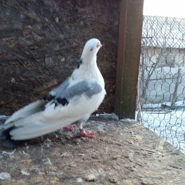 cazuta din disparitie 100 300 tumbe; zbor 2 ore a fost norocoasa
