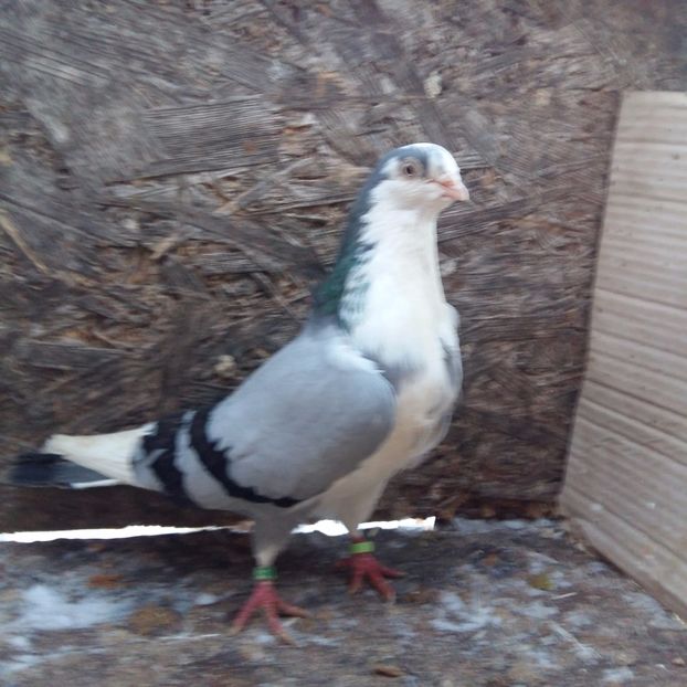 nezburat; da la armando
