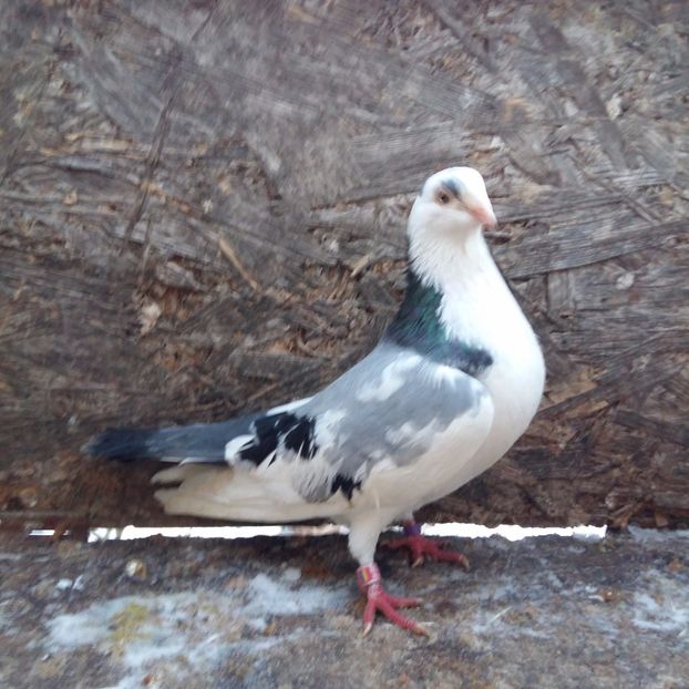 zbor disparitie 15 20 tumbe