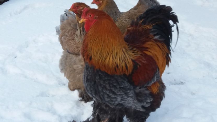 Brahma potranichiu pe albastru