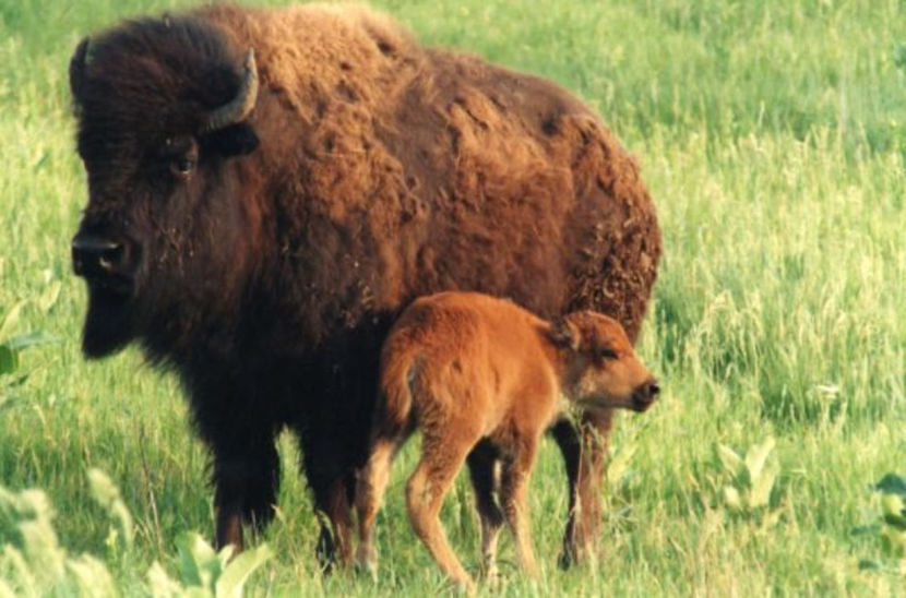 bizon - Animale in lume