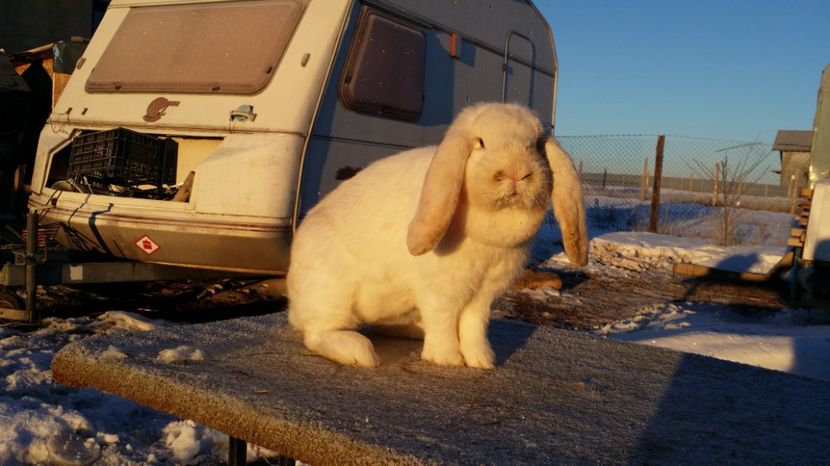 gestanta cu M8 grifier