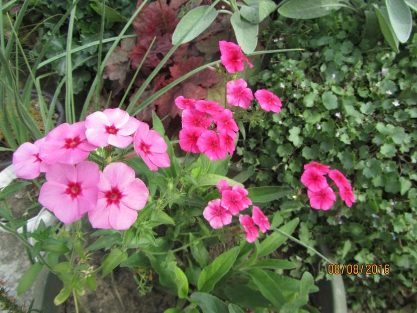 Phlox drummondii