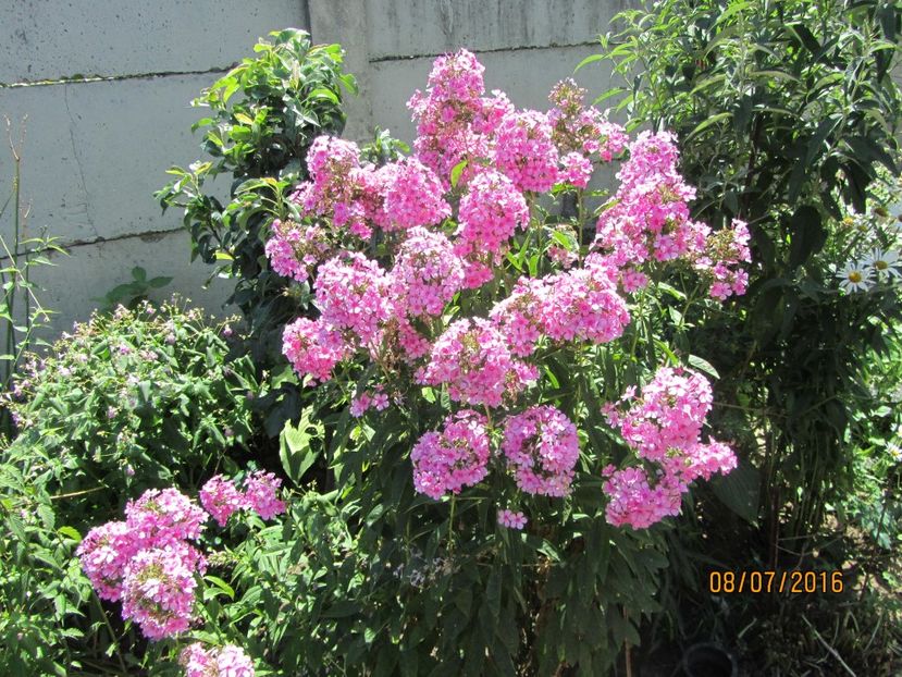 Phlox paniculata (2)