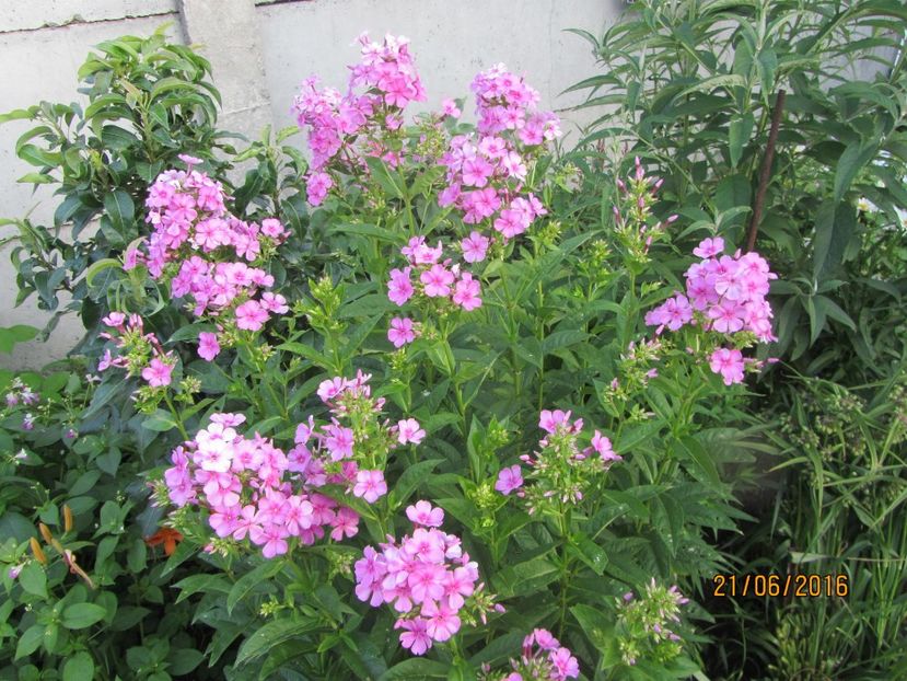 Phlox paniculata (4)