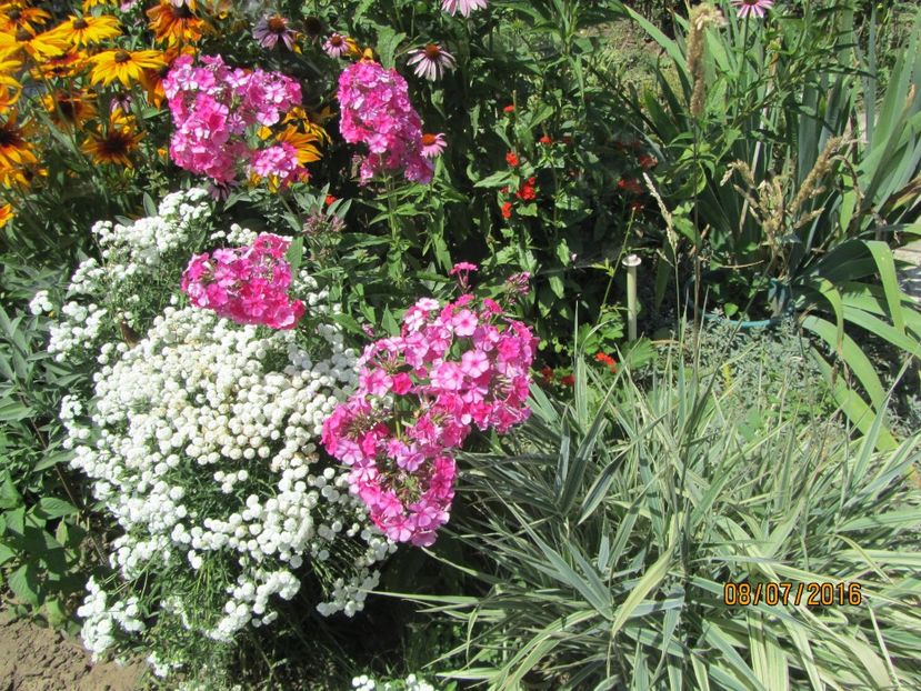 Phlox si achillea (3)