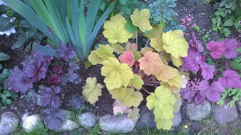  - 2016 Heuchera