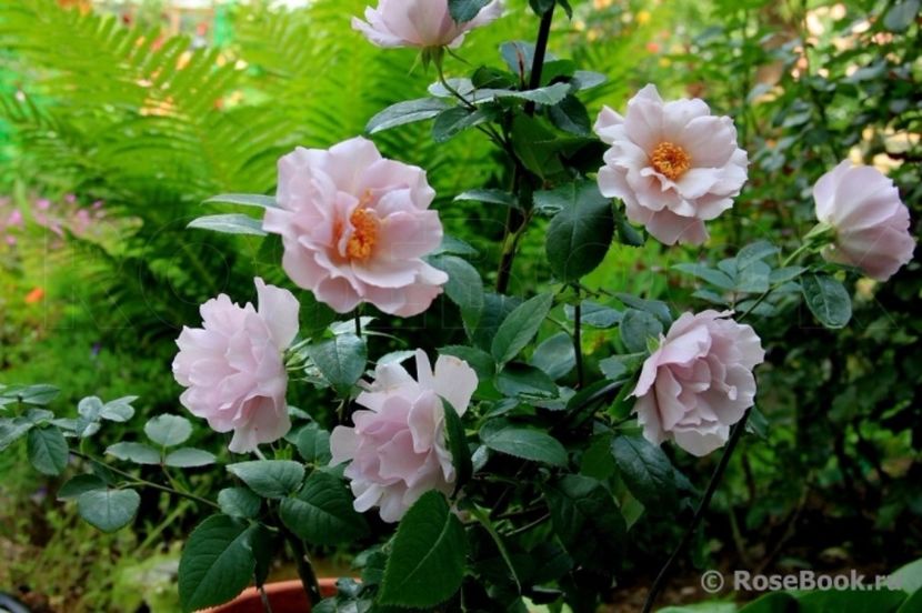 Couture Rose Tilia - Trandafiri cu petale serate si ondulate