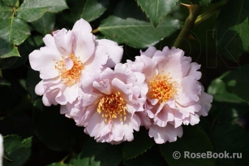 Couture Rose Tilia1 - Trandafiri cu petale serate si ondulate