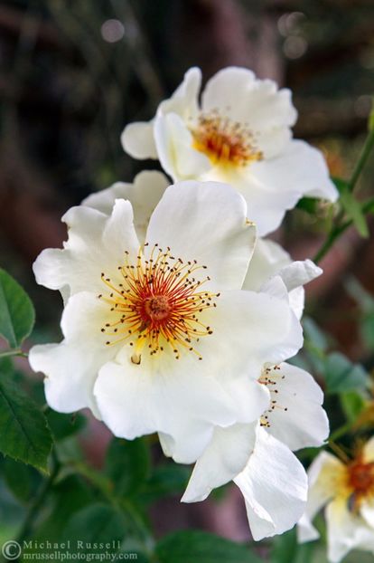 golden-wings-rose-flowers-30860 - Trandafiri cu flori simple sau semiduble