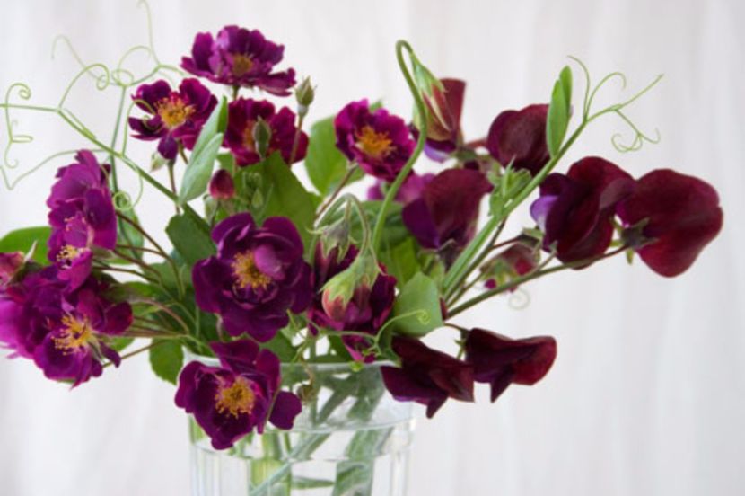 Violette - Trandafiri cu flori simple sau semiduble