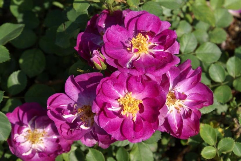 Violette-62 - Trandafiri cu flori simple sau semiduble