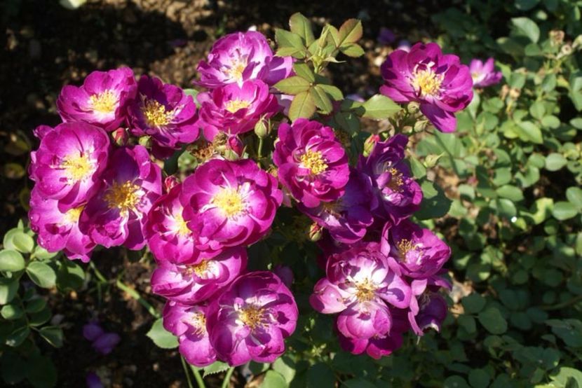 Violletta-60 - Trandafiri cu flori simple sau semiduble