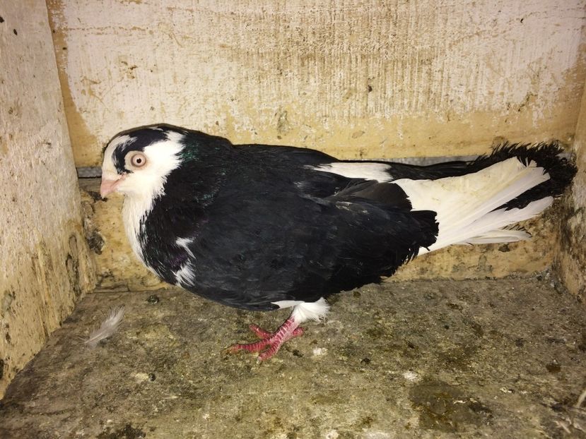  - 0-galateni masculi 2017