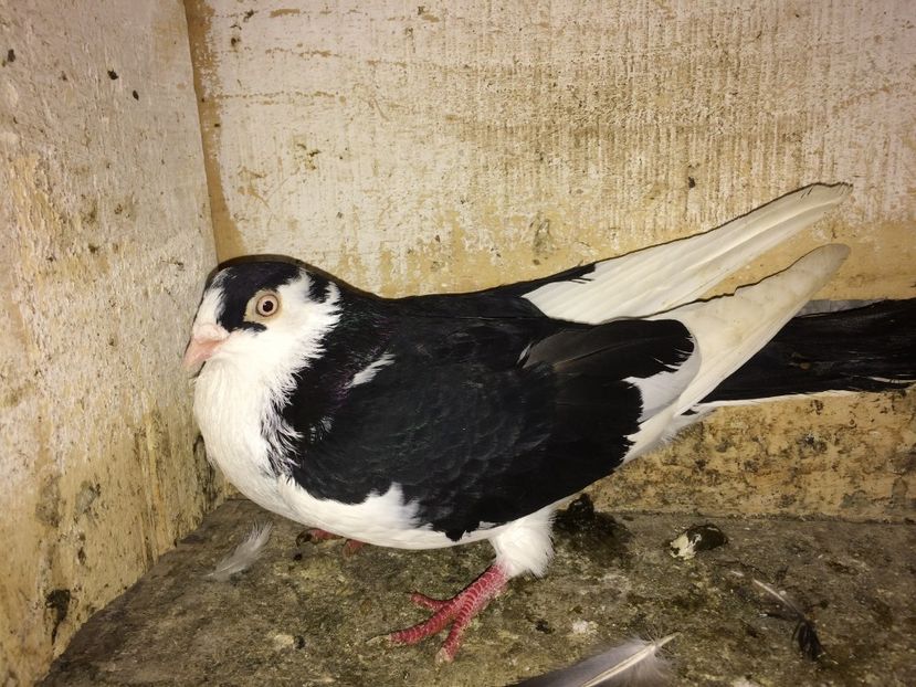 dan2 - 0-galateni masculi 2017