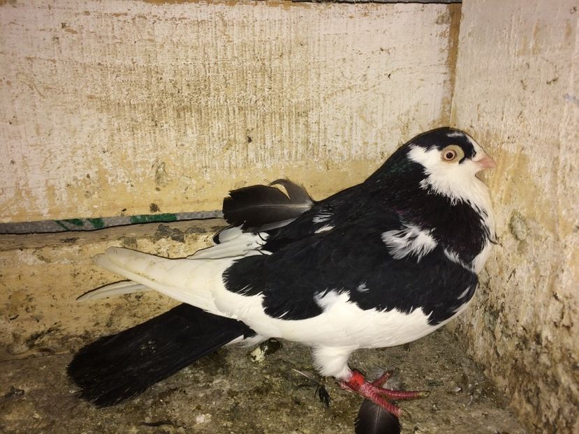  - 0-galateni masculi 2017