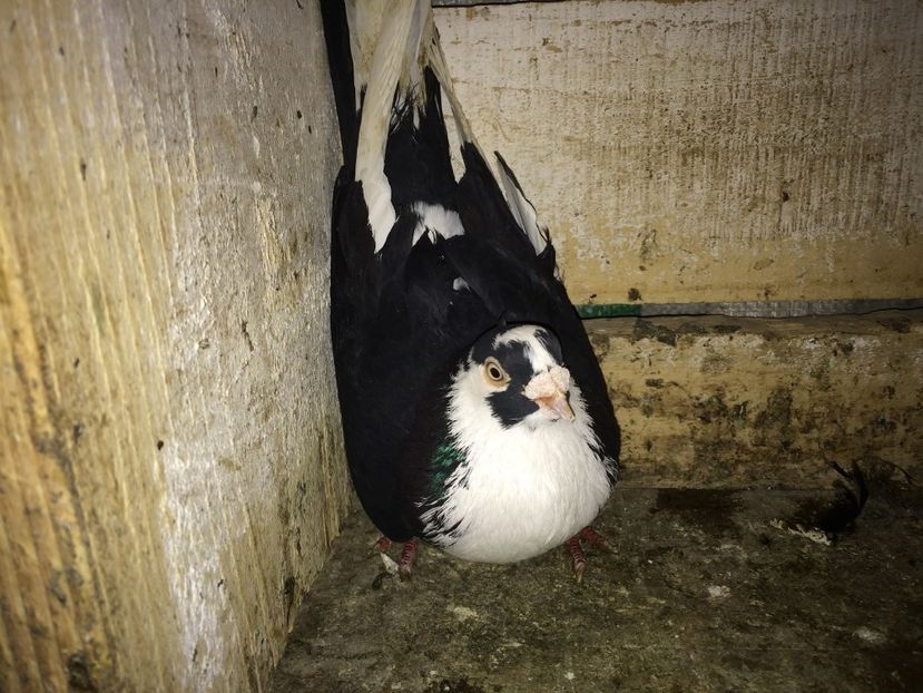 Vanea - 0-galateni masculi 2017