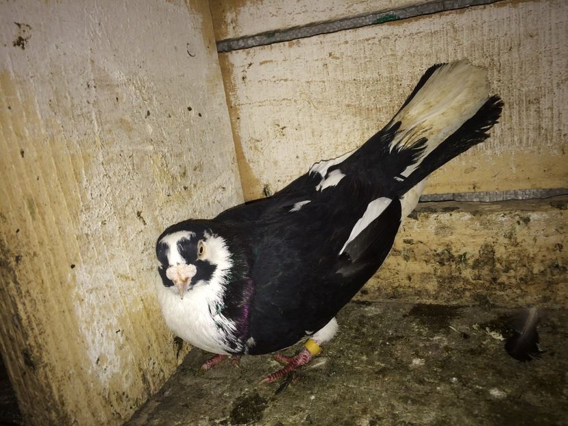  - 0-galateni masculi 2017