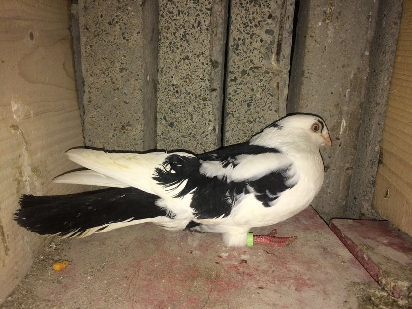 dan - 0-galateni masculi 2017