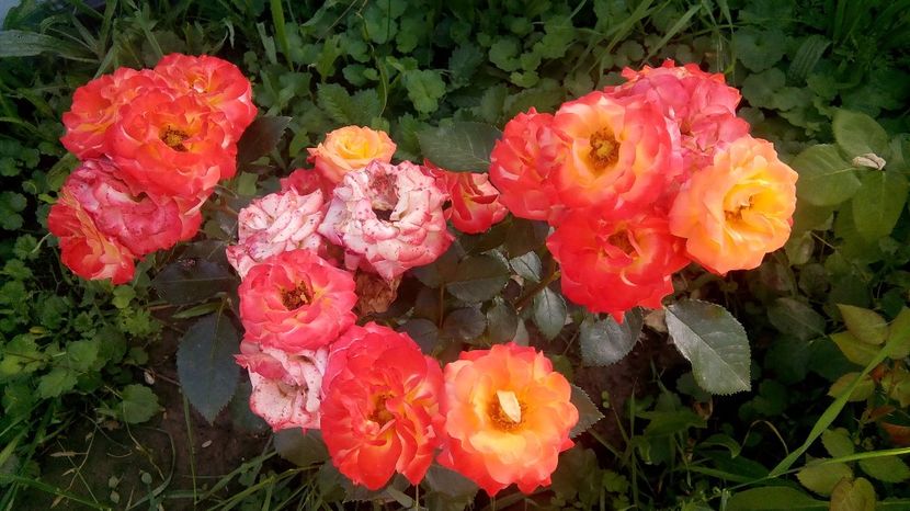  - Cei mai frumosi trandafiri