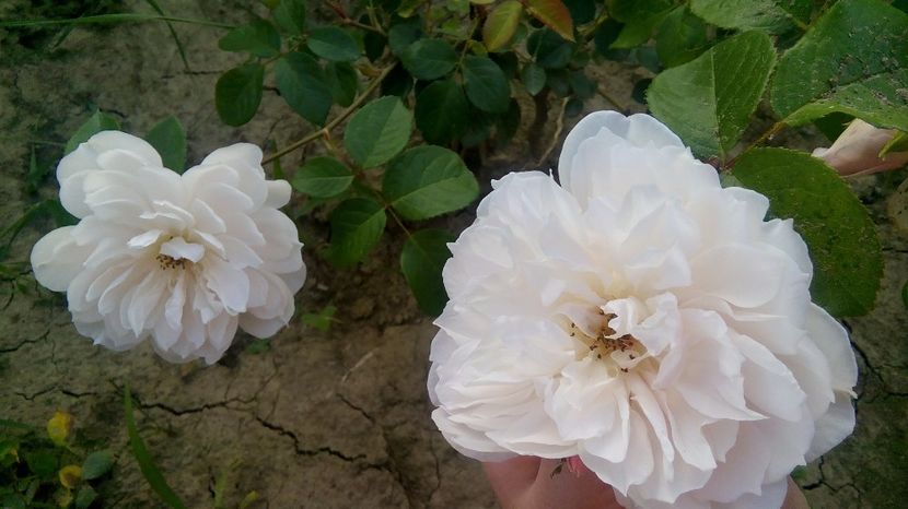  - Cei mai frumosi trandafiri
