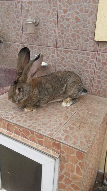 Femela2 Urias Gri 7.5 kg