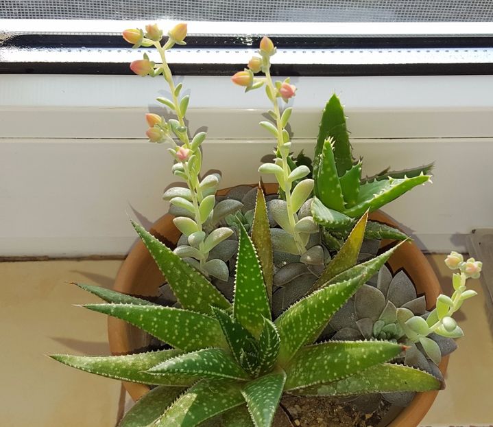  - Cactusi si suculente