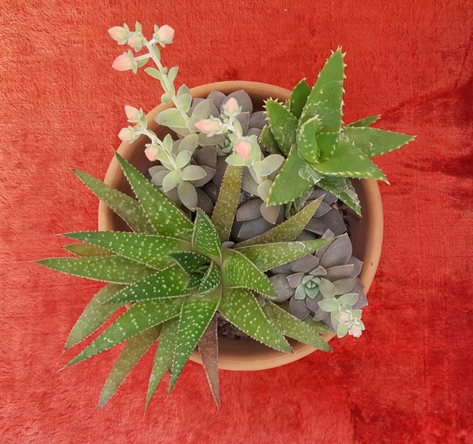  - Cactusi si suculente