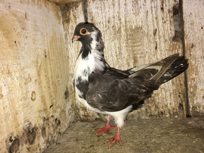 2; Tata 116914 mama cipi1
