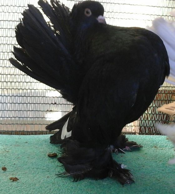 M 7443; 2016, 125 lei