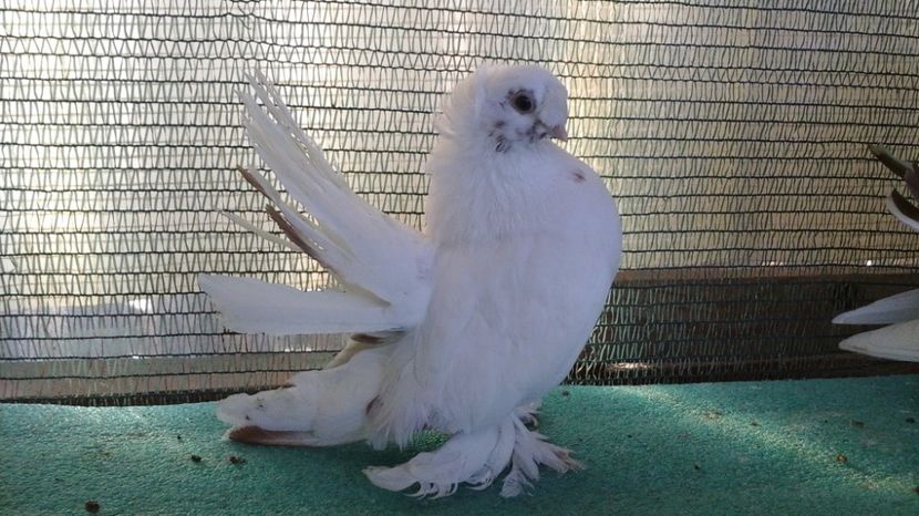 Femele 2016; 7469; 100 lei bucata