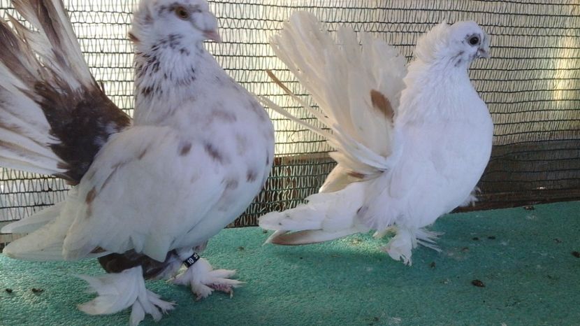 Femele 2016; 100 lei bucata