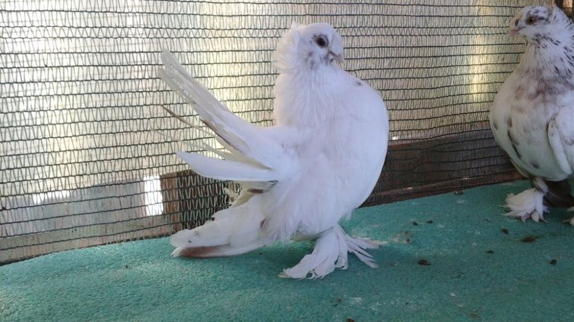 Femele 2016; 100 lei bucata