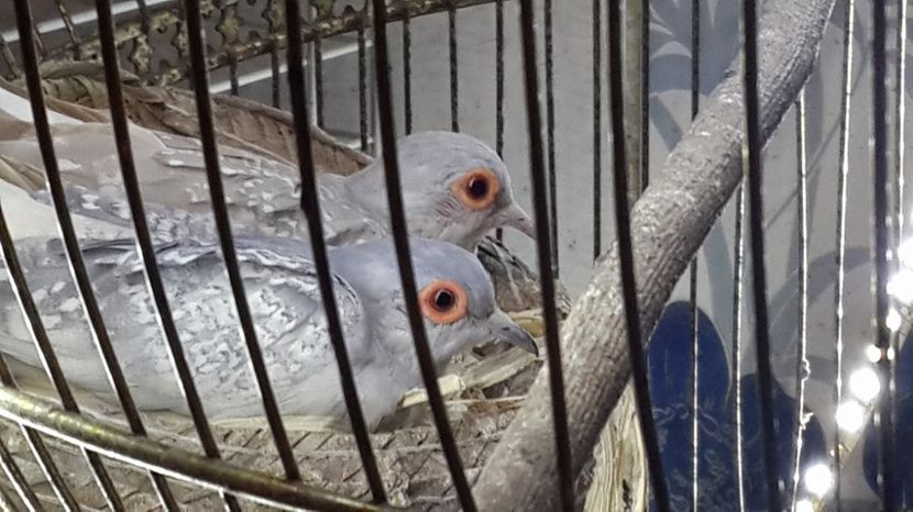 16177865_1558152607534781_6307206998078105888_o