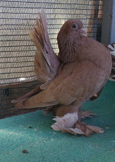 F 7424; 2016, 100 lei - au fost VANDUTI