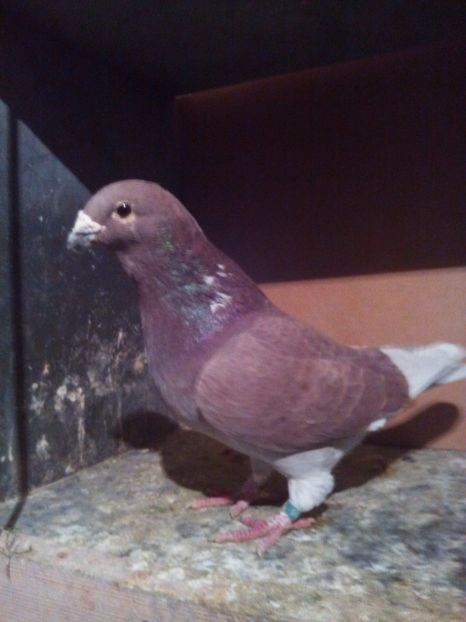 ma dau drept cei trei