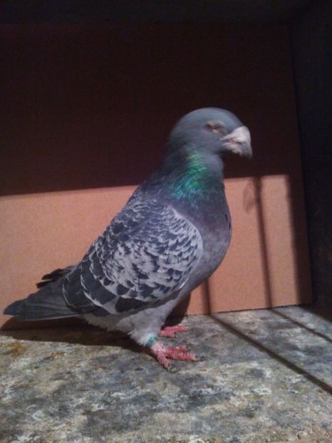 nu stau nemiscat ca am oute