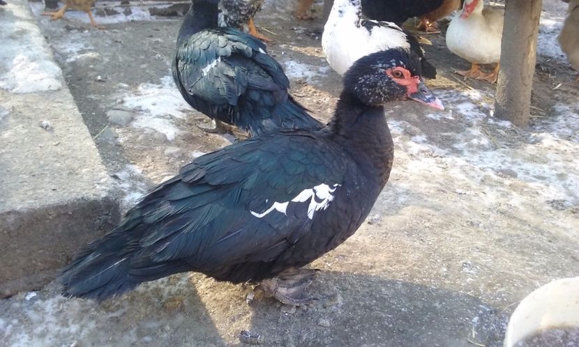  - Rate lesesti negre