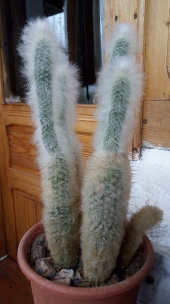  - 2017 Cactusi