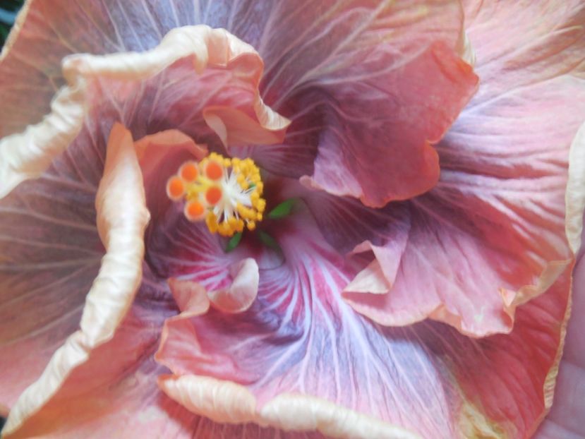  - Tahitian Purple Ripple